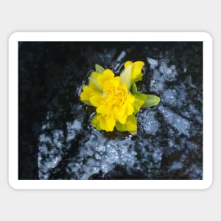 ''Such a Narcissus" natural floral photo product Sticker